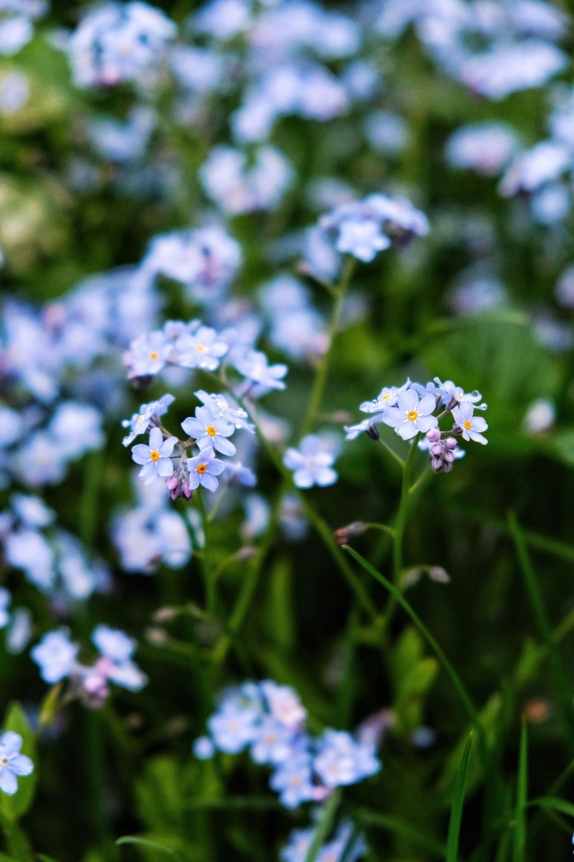 Forget me nots